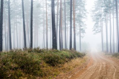 Sonbahar ormanı manzarası. Çam ağaçlarının arasından toprak bir yol, Letonya