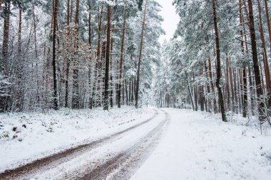 Bulutlu bir kış gününde karla kaplı çam ormanı boyunca yürüyüş yolu, Letonya