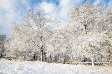 Ormanda güneşli kış günü, huş ağaçları yakın çekim, Letonya