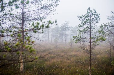 Ormanda bulutlu bir sonbahar günü. Sabah sisi ve yeşil çam ağaçları. Kemeri, ne? Letonya