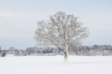 Bulutlu bir kış gününde arka planda tarlada eski bir ağaç ve karla kaplı orman, Letonya