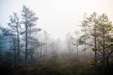 Ormanda bulutlu bir sonbahar günü. Sabah sisi ve yeşil çam ağaçları. Kemeri, ne? Letonya