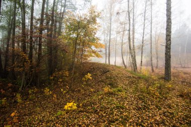 Ormanda bir sabah sisi, yeşil ve altın yapraklar, huş ağaçları yakın çekim, Letonya