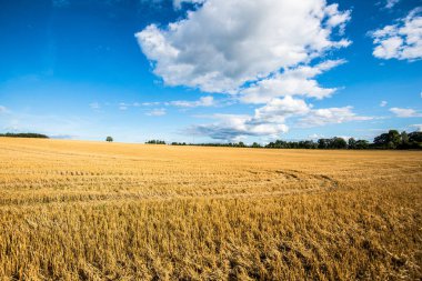 Güneşli bir günde ülke tarım alanının panoramik görünümü, Estonya