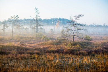 Güneş ışığı. Çam ormanında sisli bir sabah. Bir çim, bitki ve ağaçlar yakın çekim, Letonya