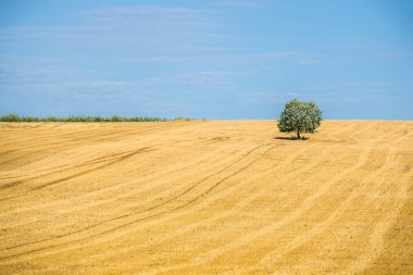 Güneşli bir günde ülke tarım alanının panoramik görünümü, yeşil bir ağaç yakın çekim, Estonya