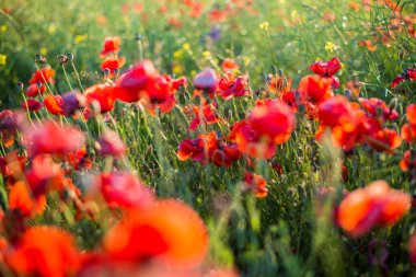 Güneşli bir yaz gününde haşhaş tarlası açan, yakın çekim, Letonya