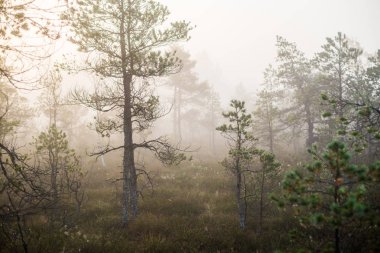 Ormanda bulutlu bir sonbahar günü. Sabah sisi ve yeşil çam ağaçları. Kemeri, ne? Letonya