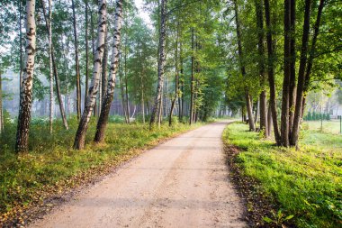 Güneşli bir sabah. Yeşil ormandan geçen bir yol, Letonya