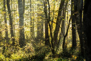 Orman manzarası. Sonbahar ormanında sabah güneş ışığı, yeşil ve altın yapraklar. Sigulda, Letonya