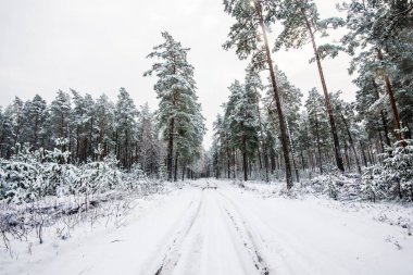 Bulutlu bir kış gününde karla kaplı çam ormanı boyunca yürüyüş yolu, Letonya