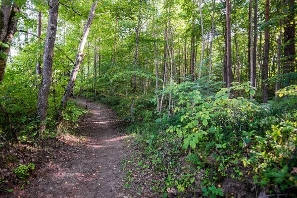 Camino Través Del Bosque Verde Letonia — Foto de Stock