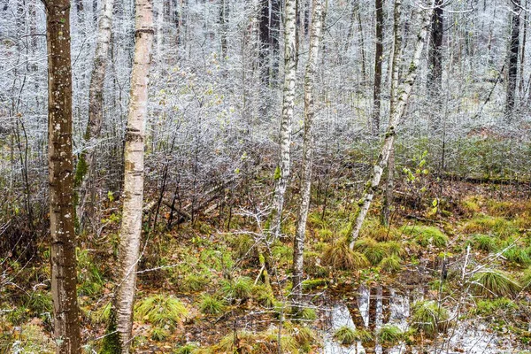 Primera Helada Bosque Día Nublado Otoño Hojas Doradas Letonia — Foto de Stock