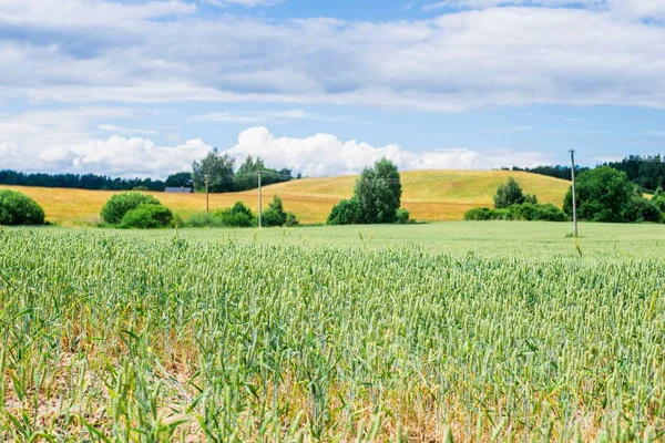 Panoramic View Green Country Field Forest Background Sunny Summer Day — Stock Photo, Image