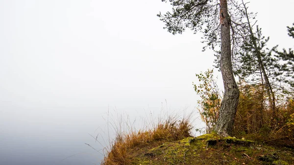 Paisagem Outono Névoa Manhã Pântano Floresta Fundo Cenas Tirelis Letónia — Fotografia de Stock