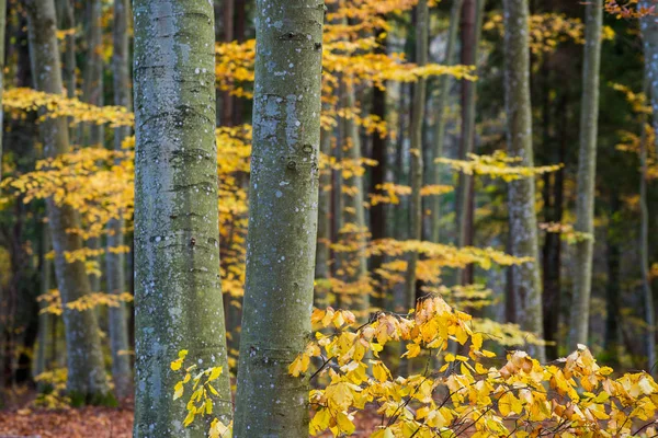 Autumn Forest Landscape Close View Beech Trees Green Golden Leaves — Stock Photo, Image