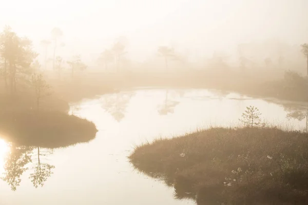 Autumn Landscape Morning Fog Swamp Forest Background Kemeri Latvia — Stock Photo, Image