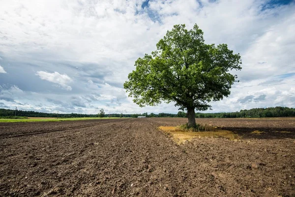 Primer Plano Del Árbol Campo Agrícola Del País Fondo Letonia —  Fotos de Stock