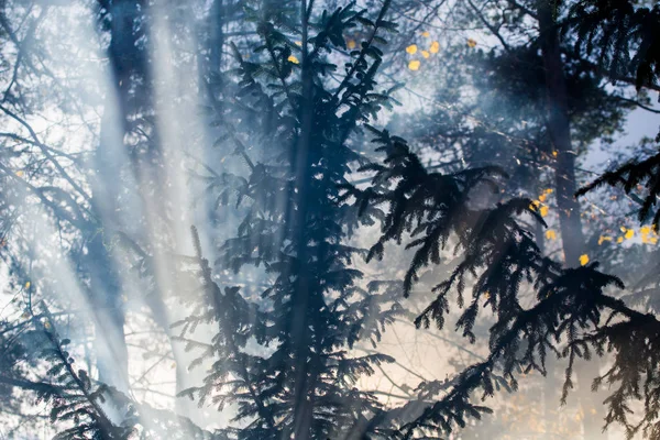 Jesienny Krajobraz Poranna Mgła Lesie Promienie Słoneczne Gałęzie Drzew Sosnowych — Zdjęcie stockowe