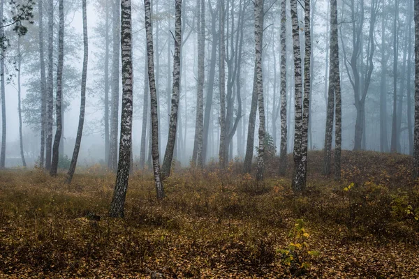 Morning Fog Forest Green Golden Leaves Birch Trees Close Latvia — Stock Photo, Image