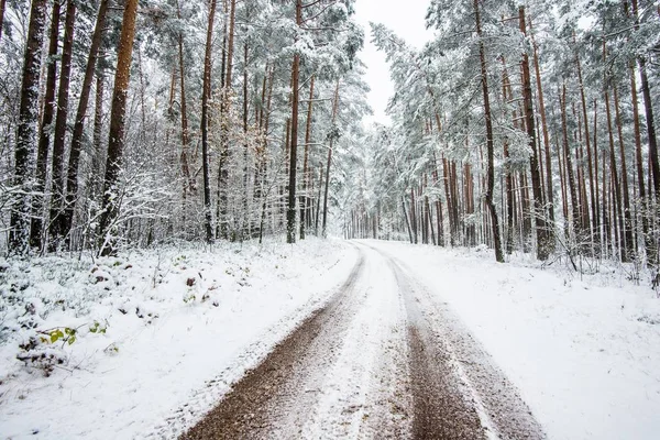 Paseo Por Bosque Pinos Cubierto Nieve Día Nublado Invierno Letonia — Foto de Stock