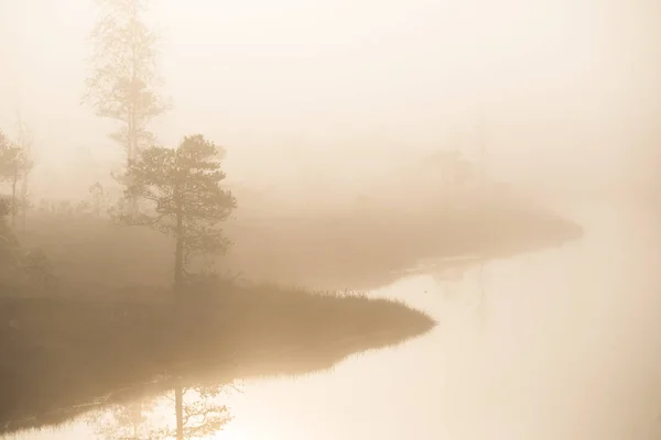 Paysage Automne Brouillard Matinal Marais Forêt Arrière Plan Kemeri Lettonie — Photo