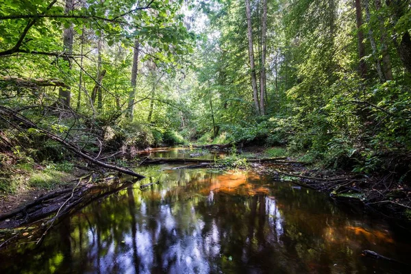 Orman Manzarası Güneşli Bir Sonbahar Gününde Nehir Ağaçların Manzarası Letonya — Stok fotoğraf