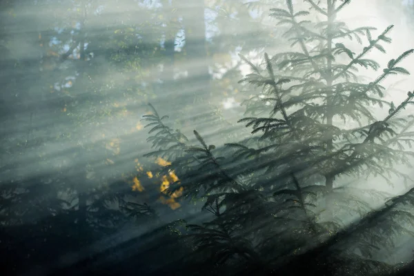 풍경입니다 숲에서 안개입니다 광선과 소나무의 클로즈업 — 스톡 사진