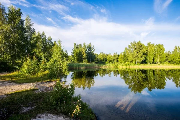 Zöld Nyírfák Mellett Egy Napsütéses Nyári Napon Lettország — Stock Fotó