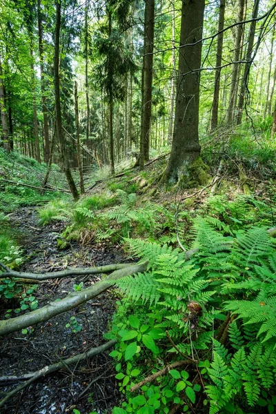 Forest Landscape Green Forest Fern Germany — Stock Photo, Image