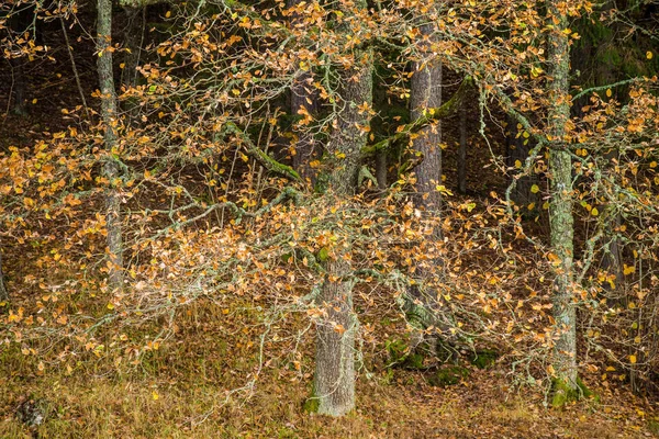 Pestrobarevné Březné Stromy Lese Oblačno Podzimní Den První Mráz Cesis — Stock fotografie