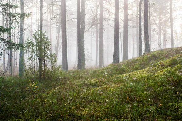 Bewolkte Herfst Dag Het Bos Ochtend Mist Groene Pijnbomen Kemeri — Stockfoto