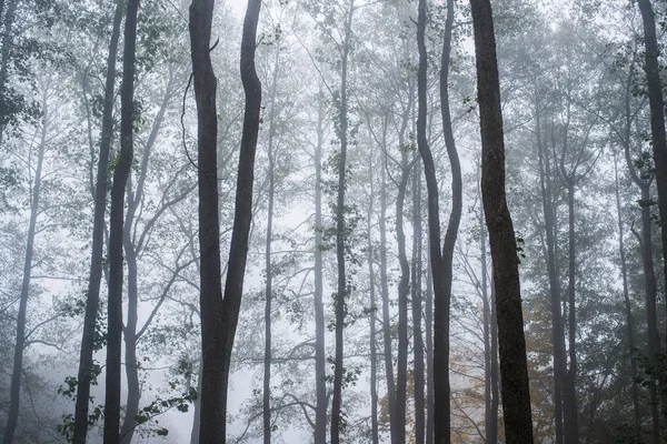 Brouillard Matinal Dans Forêt Feuilles Vertes Dorées Bouleaux Gros Plan — Photo