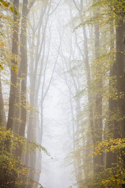 Uma Neblina Matinal Outono Uma Vista Passarela Parque Árvores Velhas — Fotografia de Stock