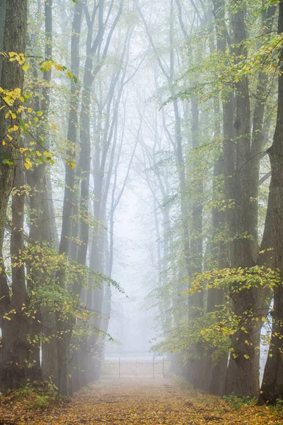 Una Niebla Matutina Otoño Una Vista Pasarela Parque Árboles Viejos —  Fotos de Stock