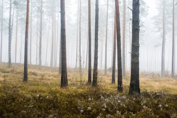 Podzimní Lesní Krajina Ranní Mlha Lese Borovic Zamračený Den Zelené — Stock fotografie