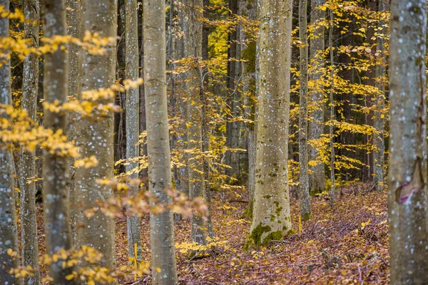 Een Herfst Boslandschap Close Uitzicht Beukenbomen Groene Gouden Bladeren Duitsland — Stockfoto