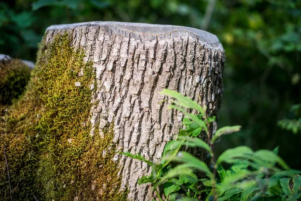 Yosunlu Bir Ağaç Yakın Çekim Letonya — Stok fotoğraf