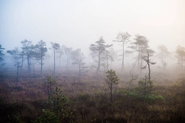 Bewolkte Herfst Dag Het Bos Ochtend Mist Groene Pijnbomen Kemeri — Stockfoto