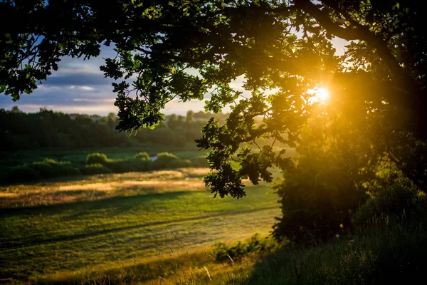 Country Field Sunset Green Tree Close Latvia — Stock Photo, Image