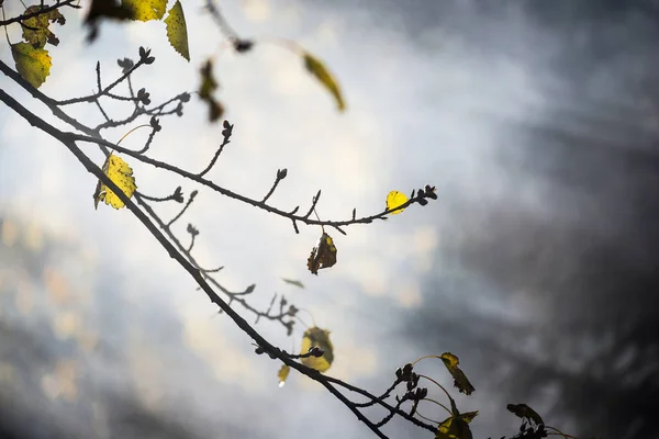 秋天的风景 森林里的晨雾 金黄的叶子和松树的树枝 — 图库照片