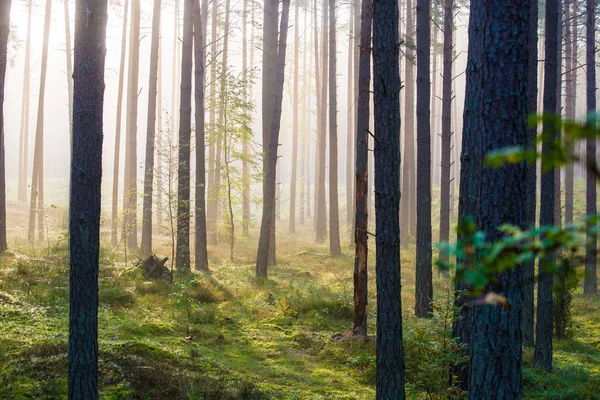 松树林日出 晨雾和灯光 拉脱维亚 — 图库照片