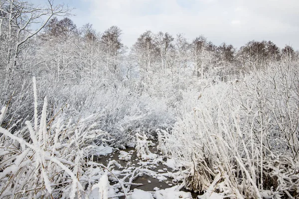 Snötäckt Skog Björk Träd Närbild Lettland — Stockfoto