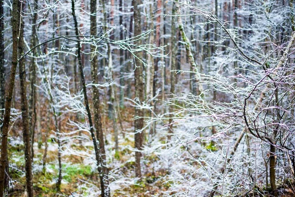 Primeira Geada Floresta Dia Nublado Outono Folhas Douradas Letônia — Fotografia de Stock