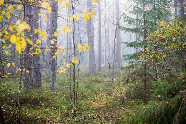 森の中の曇りの秋の日 朝霧と緑の松の木 ケメリラトビア — ストック写真