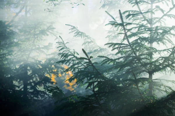 Paesaggio Autunno Nebbia Mattutina Nella Foresta Raggi Sole Foglie Dorate — Foto Stock