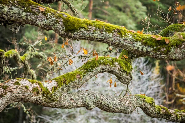 Podzimní Lesní Krajina Mossy Větve Jsou Blízko Cesis Lotyšsko — Stock fotografie