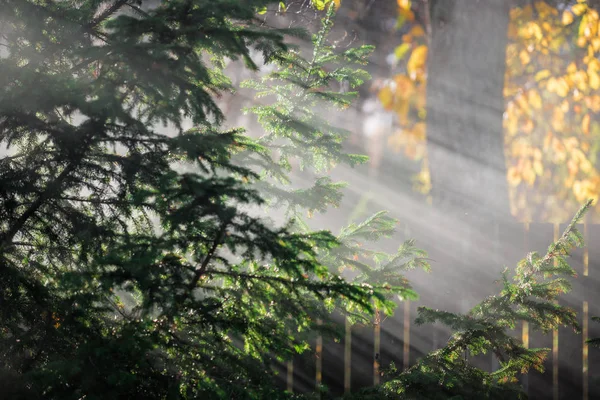 Höstlandskap Morgondimma Skogen Solstrålar Och Grenar Tallar Närbild Tyskland — Stockfoto