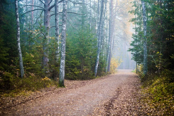 Cloudy Autumn Day Morning Fog Colorful Trees Road Forest Kemeri — Stock Photo, Image