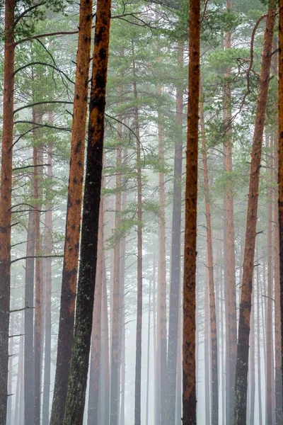 소나무 숲에서 잔디와 라트비아 — 스톡 사진